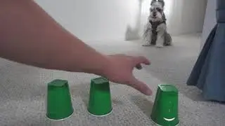 Miniature Schnauzer - IQ Test - How smart old and cute German dog?