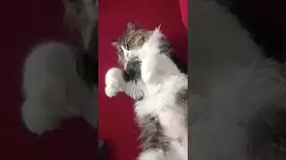 Oreo #catofyoutube #catlover