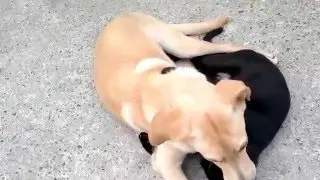 Sevimli afacanlar iş başında :D