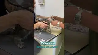 Maine Coons passed their exams as Dr says here. RMmainecoons.com for details and who is available.