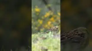 SHORT. YELLOWHAMMET BETWEEN THE GRASS//EMBERIZA CIA