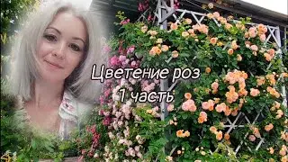 Vlog-224 Продолжение цветения РОЗ! Лето! первые дни июня🌹🙏Пышное цветение 