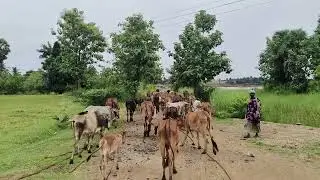Freely Grazing Kanchi Kuttai Bulls and Cows