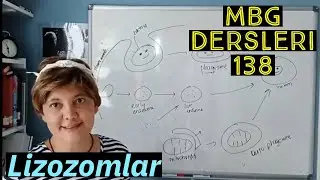 Lizozom | MBG Dersleri 138