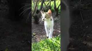 Игорёк и Арина Нашли Котёнка 🐈Влог для Детей ☺️ #видеодлядетей #детскийвлог #длядетей #игры