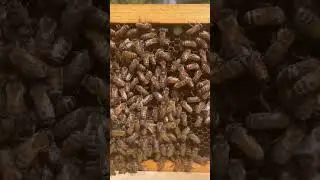 Can You Find The Queen Bee? (Expert Level)