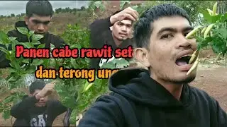 Panen cabe rawit setan dan terong ungu