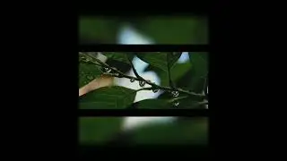Поэзия. Өлең. Нұрсұлтан Әріпханұлы