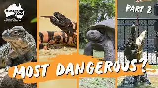 The reptiles of Australia Zoo | Part 2