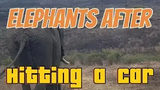 Elephant after hitting a car 🚗