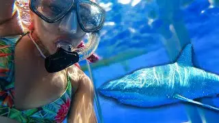 I WENT SWIMMING WITH SHARKS
