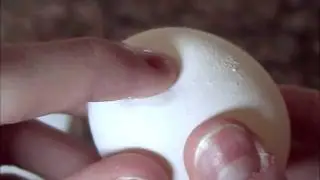 Bouncy Egg (Science Experiment)