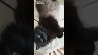 #У тебя все есть😹#наши любимые пушистики#21.07.2024