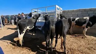 KATTA BUQALAR NARHLARI SURXONDARYO QIZIRIQ JAXON MOL BOZORIDA @Surxonuz75