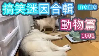 Fun Animal meme compilation 1001