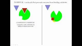 Enzyme Part 3