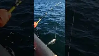 На поддёв в море Баренцевом