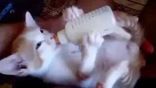 Котенок пьет молоко из бутылочки