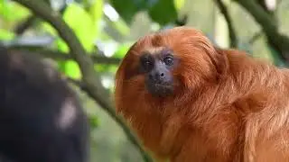 Golden Lion Tamarin Day 2023