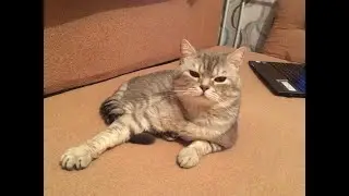 Быстрее Выше Сильнее