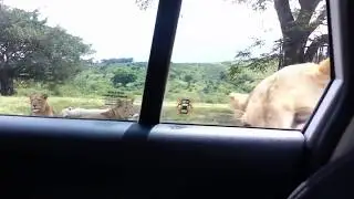 ALI A Lion Meme