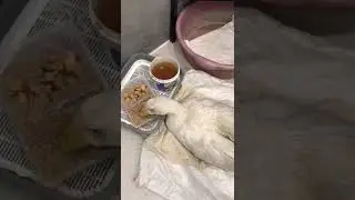 "Мелкие" истории. Гусь Мелкий попал в лазарет((