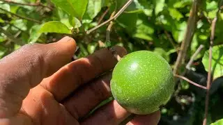 Fruit trees you can grow in flower pots at home