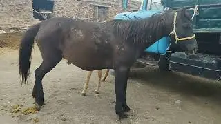 Буаз сауын бие