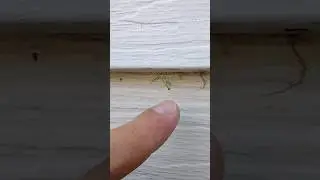 TINY Praying Mantis In My Garden #shorts