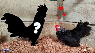 New Members in the Henhouse 🐥 Nagasaki's Husband 🐓 Great Gift from a Subscriber