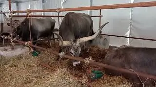 Агрикультурная выставка в Гроссето (мне на память)