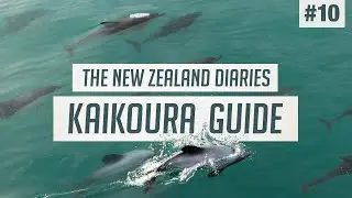 Wild Dolphins & Seals of Kaikoura 🐬 The BEST Wildlife Tour | New Zealand Guide #10