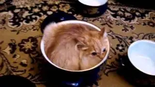 Кот  приколист