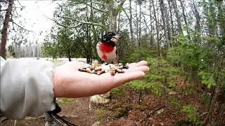 Ewan Dobson - Hand-Feeding Rose-Breasted Grosbeak [05-15-2020]