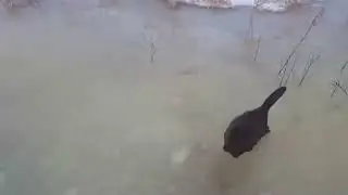 Atak bobra 10 часов