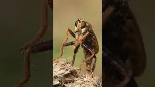 One of the Uks coolest insects - Hornet Robberfly