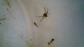 Spider Vs Ants