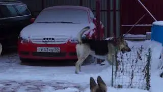 БЕГА) Марс Цунами и Дарина