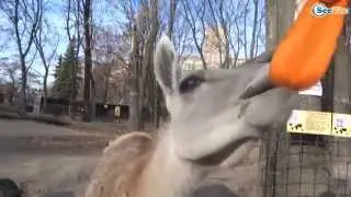 Funny Lama In Zoo Lama eats carrots - Fluffies!