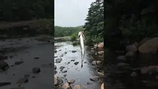 BROOK TROUT CATCH CLEAN AND COOK!