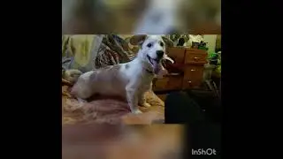 Снежок и все все все!