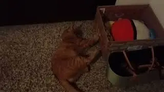 Pumpkin be on a different level