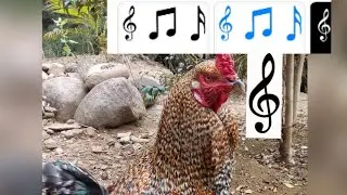 GALO CANTA LINDO PARA AS PESSOAS E ENVIA CÂNTICO ATÉ PRA GALINHADA. VC VAI SORRIR MUITO.