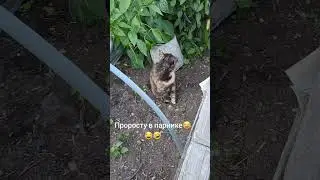 Как вырасту сейчас  в парнике😄😁😂