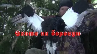 Охота на боровую. Закрытие осенне-зимнего сезона 2023-24