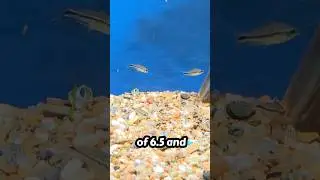 Pygmy Corydoras Care