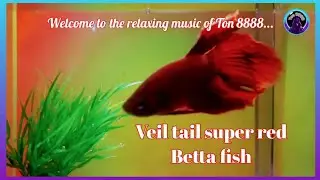 Meet Rojo the Super Red Veil Tail Betta Fish