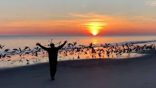SeaGulls