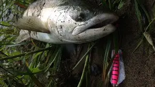 Salmon bait - TASMANIAN DEVIL.