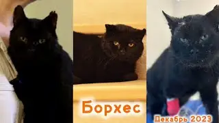 Борхес